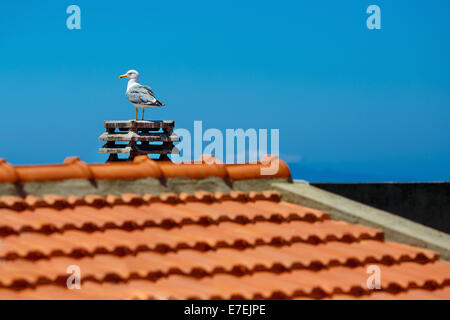 Weiße Möwe auf Stein Dach sitzt Stockfoto