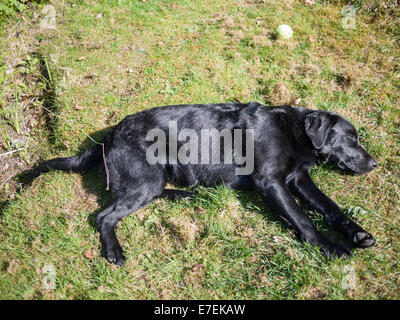 Ein schwarzer Labrador Hund müde nach Spaß mit einem Ball spielt. Stockfoto