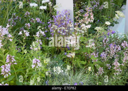 Ein englisches Landhaus Gartenblumenbeet mit Astilbe Sprite und Geranium Rozanne Blumen wächst in einer britischen Grenze Stockfoto