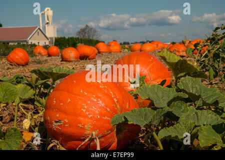 Ein Kürbis Feld auf einem amischen Bauernhof in Lancaster County, PA Stockfoto