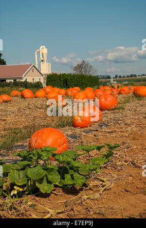 Ein Kürbis Feld auf einem amischen Bauernhof in Lancaster County, PA Stockfoto