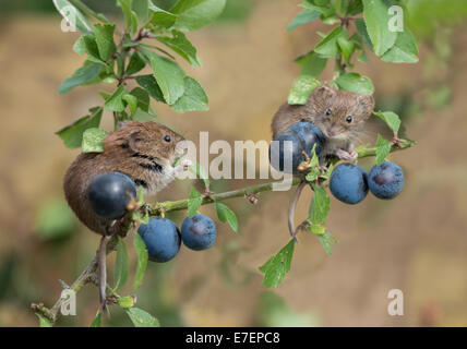 Paar von gemeinsamen Redbacked oder Bank Wühlmäuse-Clethrionomys Glareolus auf Schlehe Prunus Spinosa. UK Stockfoto