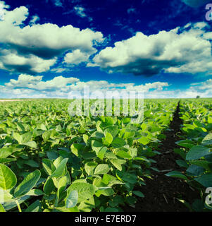 Soja-Feld Reifung im Frühling, Agrarlandschaft Stockfoto
