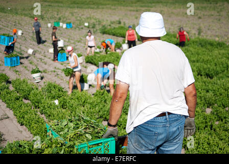 Senior Bauer im Vordergrund blickt auf Gruppe von arbeitenden Landwirten im Hintergrund. Bio-Plantage von Basil. Stockfoto