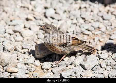 Eine Alpine beobachtet, Prunella Collaris auf die Aiguille Rouge, Chamonix, Frankreich. Stockfoto