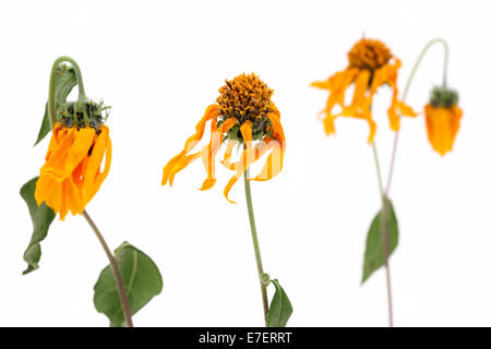 Fading Kosmos Blumen isoliert auf weißem Hintergrund Stockfoto