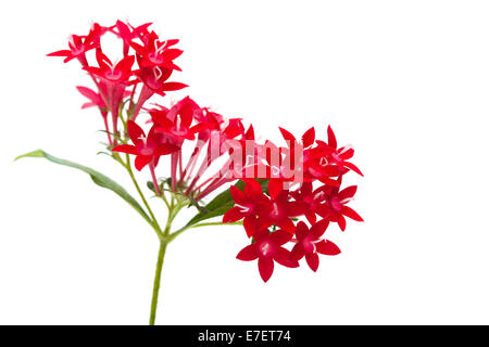 Pentas Lanceolata Blumen isoliert auf weiss Stockfoto