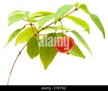 Eugenia Uniflora Obst auf einem Ast isoliert auf weißem Hintergrund Stockfoto