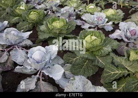 Gemüsegarten-Gemüse-Patch mit Kohlpflanzen Ernte in Reihen angebaut Auf der kleinen Küchengartenanlage - Romanov - Rot Jewel - Serpentine - Sommer Herbst UK Stockfoto