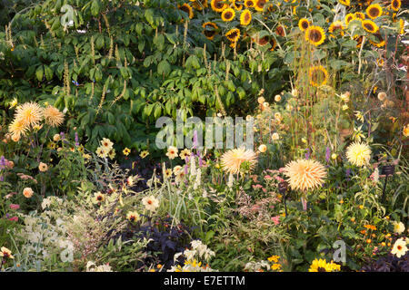 RHS Blumenschau Hampton Court 2014 Britain in Bloom Garten - Dahlie Dame Deidre und Sonnenblumen Stockfoto