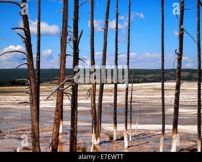 Horizontales Bild der verwitterten Bäume stehen in heißen Quellen im nördlichen Teil des Yellowstone National Park mit blauem Himmel und cl Stockfoto