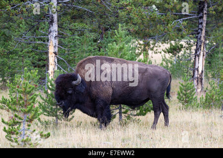 Horizontale Detailansicht eine gesunde großen nordamerikanischen Bisons (Buffalo) Weiden am Waldrand Stockfoto