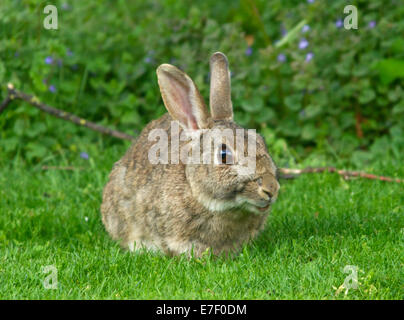 Wilde Kaninchen auf dem grünen Rasen mit Wildblumen im Hintergrund Stockfoto