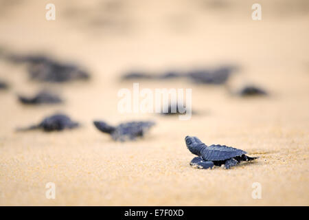 Frisch geschlüpfte Olive Ridley Meeresschildkröten begeben Sie sich auf den Pazifischen Ozean an der Ixtapilla, Michoacan Strand in Mexiko. Stockfoto