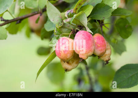 Malus Kansuensis Früchte im Herbst. Calva Crabapple Frucht. Stockfoto