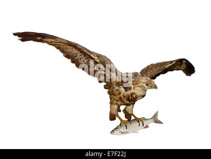 Bussard mit Fisch auf weißem Hintergrund Stockfoto