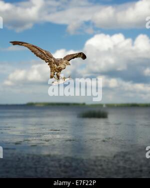 Bussard mit Fisch am Himmelshintergrund Stockfoto