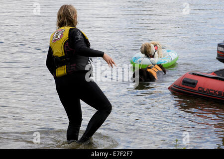 Neufundland Hund ein anderer Hund in einem Ring aus dem Wasser zu retten Stockfoto