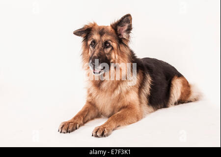 Alt Deutscher Schäferhund, liegend Stockfoto