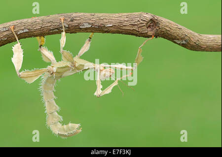 Riesige stacheligen Stabheuschrecke (Extatosoma Tiaratum), Weiblich, ursprünglich aus Australien, Gefangenschaft, North Rhine-Westphalia, Germany Stockfoto