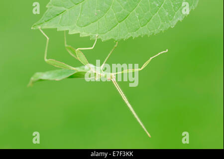 Blatt Insekt (Phyllium Philippinicum, Phyllium Siccifolium), Männlich, ursprünglich aus den Philippinen, in Gefangenschaft, North Rhine-Westphalia Stockfoto