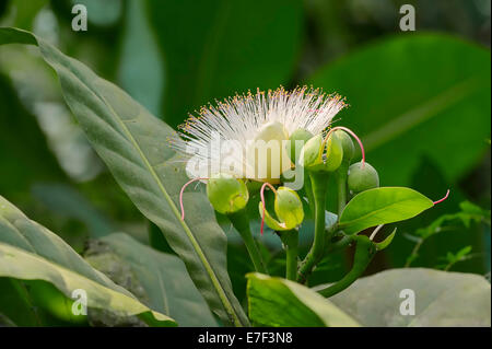 Meer Putat oder Fisch Poison Tree (Barringtonia Asiatica), Blüte, Blatt, ursprünglich aus Asien Stockfoto