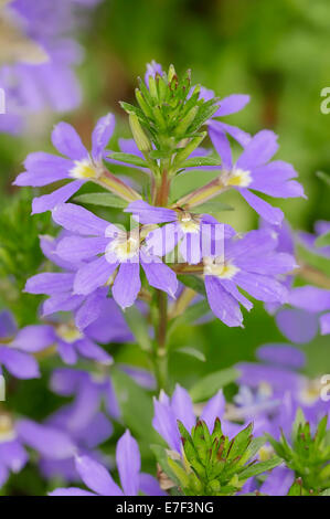 Fan-Feenblume oder gemeinsame Fan-Blume (Scaevola Aemula), Blumen, ursprünglich aus Australien und Tasmanien Stockfoto