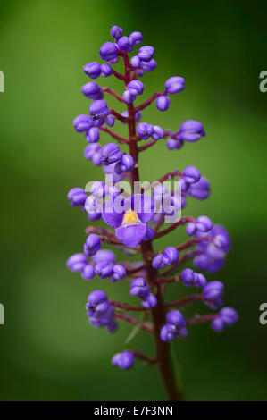 Blühender Bambus oder blauer Ingwer (Dichorisandra Thyrsiflora), Blumen, Südamerika Stockfoto