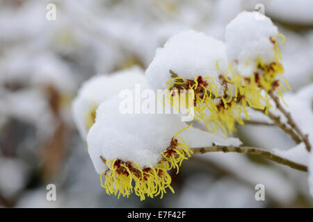 Zaubernuss (Hamamelis Mollis 'Pallida'), verschneit, Emsland, Niedersachsen, Deutschland Stockfoto