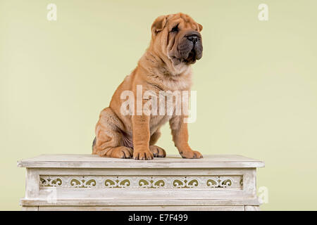 Shar Pei Welpen, Männlich, 8 Wochen, Farbe rot, auf Tisch Stockfoto