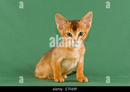 Abessinier Kitten, rot Stockfoto