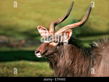 Nyala-Antilope (Tragelaphus Angasii), Hellabrunn Zoo, München, Upper Bavaria, Bavaria, Germany Stockfoto