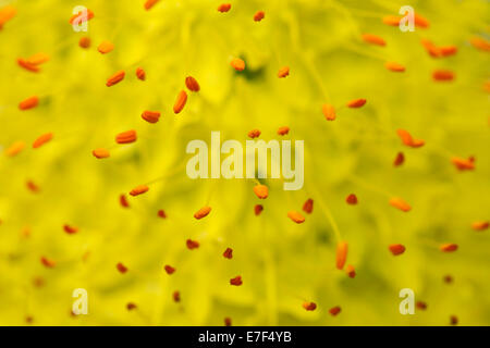 Staubblätter, Denseflower Königskerze (Verbascum Densiflorum), Makroaufnahme, detail Stockfoto
