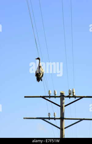 Tote Ente hängt an einer Hochspannungsleitung, Tierwelt Unfall, Provinz Free State, Südafrika Stockfoto