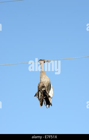 Tote Ente hängt an einer Hochspannungsleitung, Tierwelt Unfall, Provinz Free State, Südafrika Stockfoto