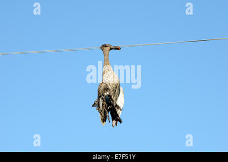 Tote Ente hängt an einer Hochspannungsleitung, Tierwelt Unfall, Provinz Free State, Südafrika Stockfoto