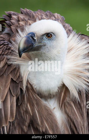 Eurasian Griffon oder Griffon Vulture (abgeschottet Fulvus), in Gefangenschaft, Saarland, Deutschland Stockfoto