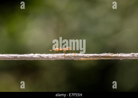 Weaver Ant (Oecophylla Smaragdina) balancieren auf eine Zeichenfolge, Provinz Chiang Mai, Thailand Stockfoto