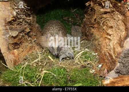 Europäische Igel (Erinaceus Europaeus) mit jungen, 13 Tage, kurz vor die Augen zu öffnen, in das Nest in einem alten Baumstumpf Stockfoto