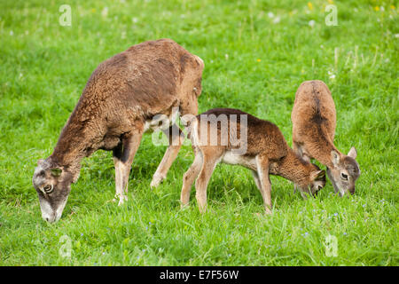 Europäischer Mufflon (Ovis Ammon Musimon), weibliche und zwei Lämmer Essen Grass, Thüringen, Deutschland Stockfoto