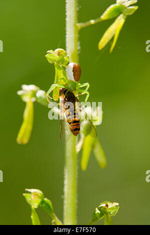 Goldrute Krabbenspinne (Misumena Vatia) erobert ein Hoverfly (Syrphidae), Thüringen, Deutschland Stockfoto