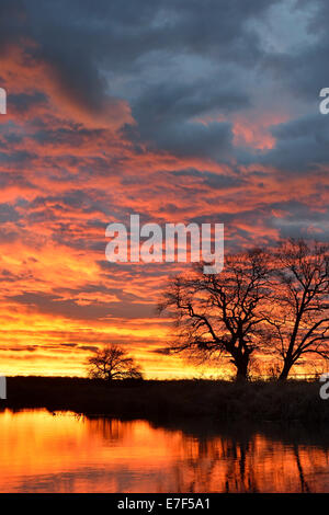 Sonnenaufgang über den Leiner See im Biosphärenreservat mittlere Elbe, Dessau, Sachsen-Anhalt, Deutschland Stockfoto