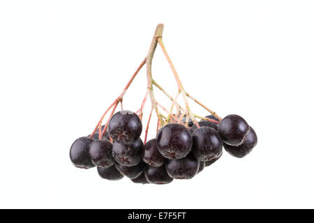 Obst Dolde, Chokeberries (Aronia Prunifolia "Wikinger") Stockfoto