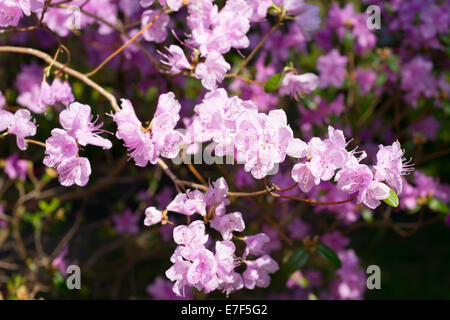 Rhododendron-Zweig-Nahaufnahme im Garten Stockfoto