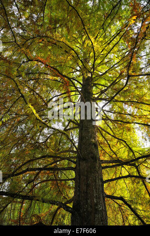 Riesenmammutbaum (Sequoiadendron Giganteum) in Herbstfarben, von unten, Mainau, Baden-Württemberg, Deutschland Stockfoto