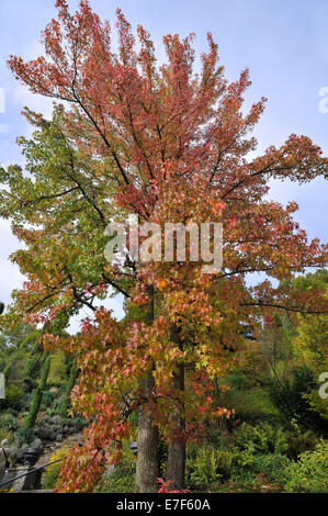 Amerikanisches Sweetgum Baum (Liquidambar Styraciflua) in Herbstfarben, Mainau, Baden-Württemberg, Deutschland Stockfoto