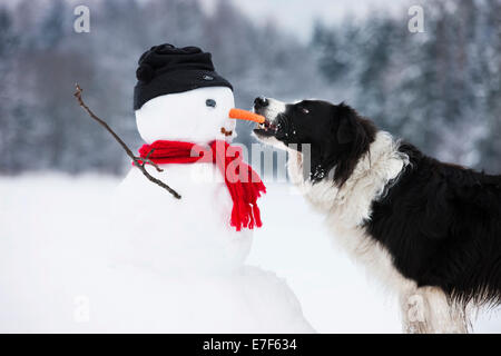 Border Collie, schwarz-weiß, Möhre beißen Nase Schneemann, Nord-Tirol, Österreich Stockfoto