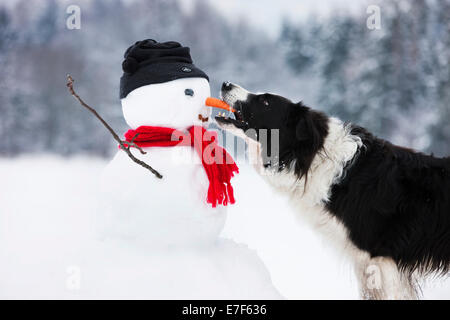 Border Collie, schwarz-weiß, Möhre beißen Nase Schneemann, Nord-Tirol, Österreich Stockfoto