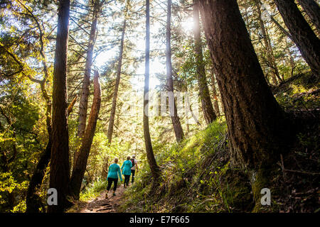 Frauen im sonnigen Wald wandern Stockfoto