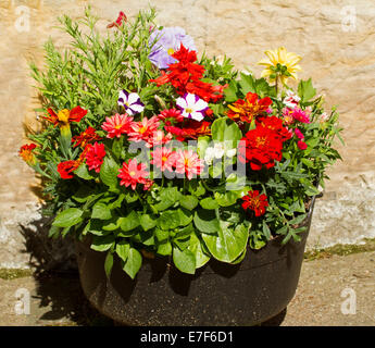 Massen von bunten Blumen von einjährigen Pflanzen, einschließlich Zinnien, Salvia und Petunien blühen in großen Wanne / Container am Loch Leven Schottland Stockfoto